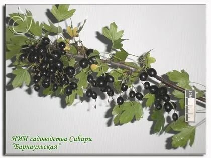 Смородина новосибирск