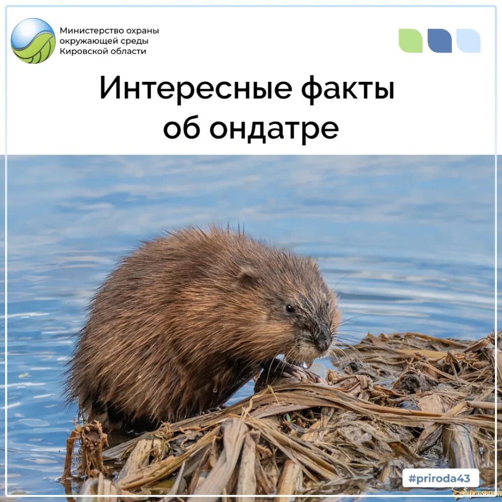 Фото животных: ондатра... Марина Мочалова. - ANIMAL PHOTO