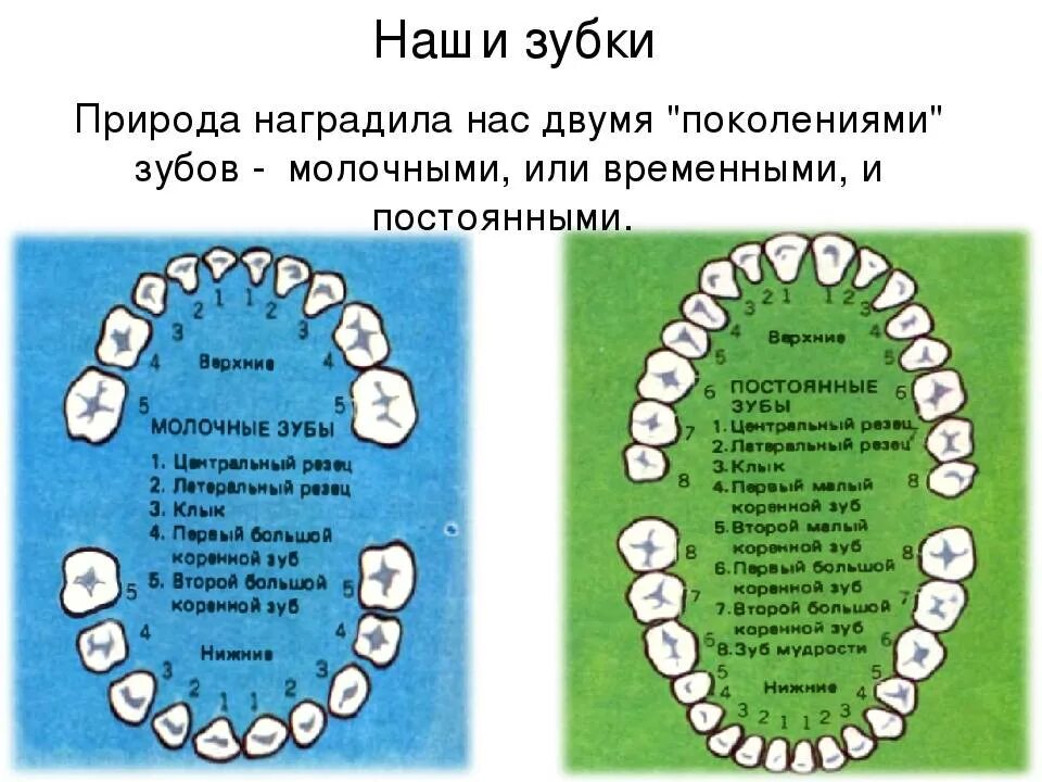 Как узнать какой зуб. Постоянные коренные зубы. Пятерки молочные или коренные зубы.