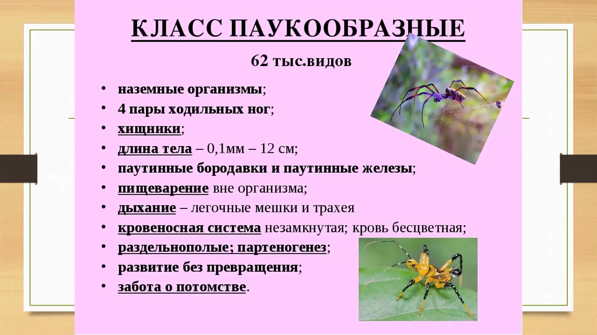 Признаки типа паукообразные. Характеристика по биологии 7 класс паукообразные. Краткая общая характеристика класса паукообразных. Класс паукообразные общая характеристика 8 класс биология. Общая характеристика класса паукообразные 7 класс кратко.