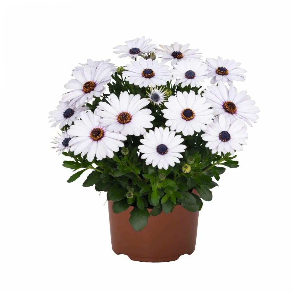 остеоспермум margarita white. остеоспермум эклона. остеоспермум вайт. остеоспермум акила вайт. остеоспермум вайт.