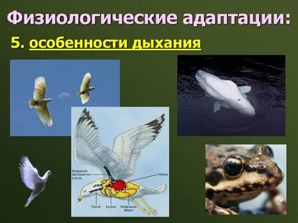 Физиологические признаки животных