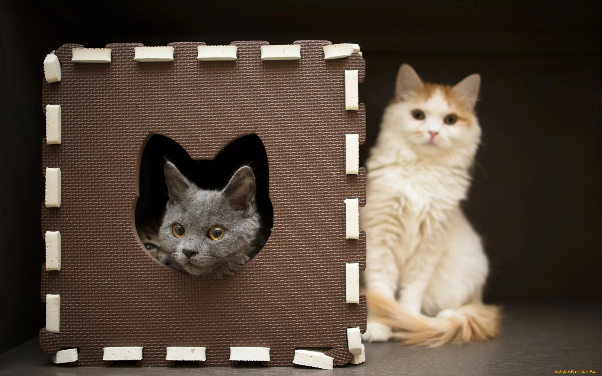 Кот квадратный какая. Домик для кота. Рамка кошки. Фоторамка "котики". Рамки для фотографий с кошками.