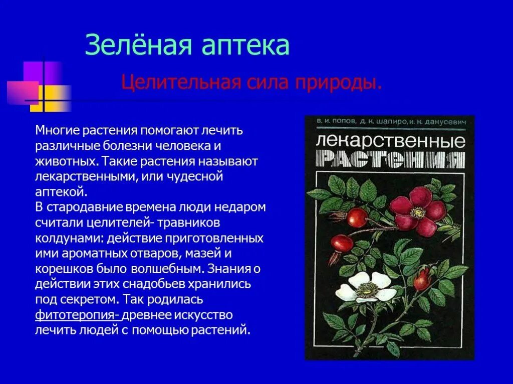 Зеленый росток грунт. Много растений. Цветы каллы в калифорнийской долине calla lily valley. Лесные растения. Многие растения создают.