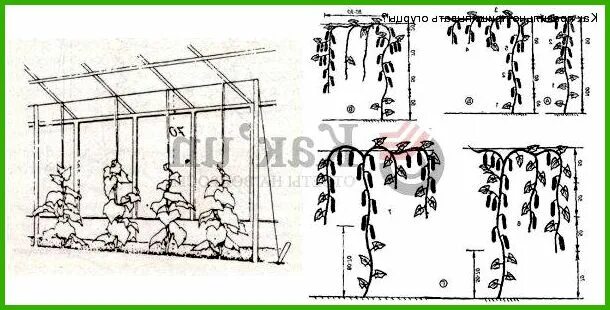 Как прищипывать огурцы в теплице. Огурцы прищипывание в теплице. Формировка огурцов. Схема формирования огурцов на балконе. Формирование огурцов в теплице.