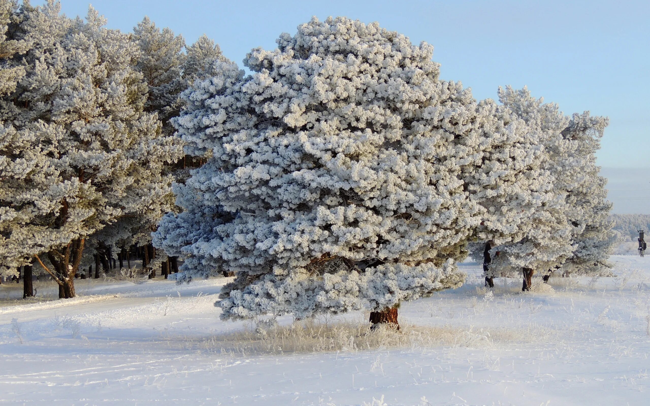 Как выглядит дерево зимой. Заснеженные деревья. Зимнее дерево. Деревья в снегу. Иней на деревьях.