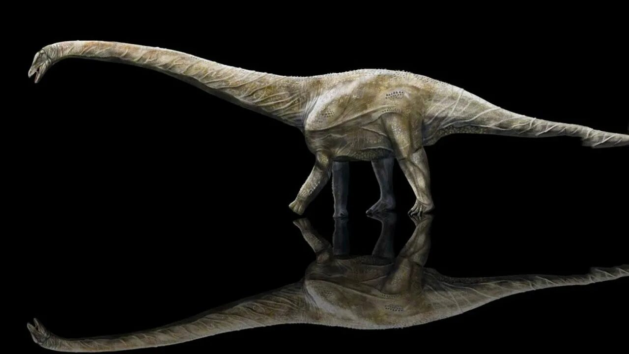 Суперзавр. Supersaurus vivianae. кнутохвостый суперзавр. суперзавр динозавр. самый большой динозавр.