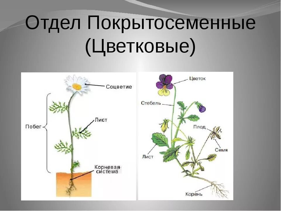 Все цветковые растения объединяют в два класса. Отдел покрытосеменных (цветковых)растений. биология отдел покрытосеменные. отдел покрытосеменные цветковые растения. строение покрытосеменных растений.
