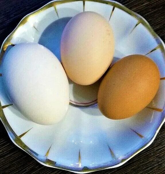 Два желтка примета. Двухжелтковые яйца. Двухжелтковые яйца порода кур. Порода кур с двухжелтковыми яйцами. Куры которые несут двухжелтковые яйца.