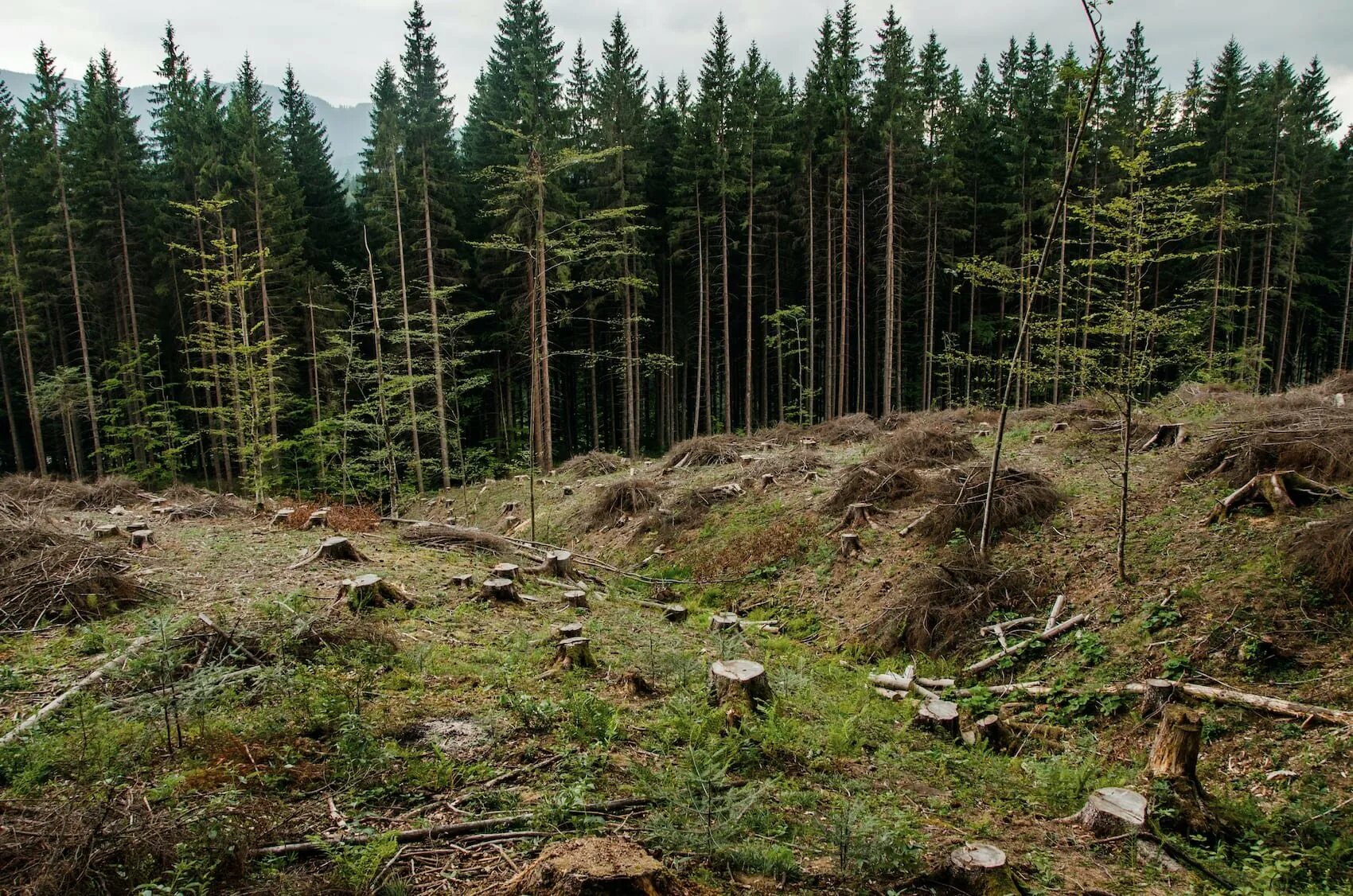 Вырубка лесов на склонах. Обмеление рек из за вырубки лесов. Вырубка лесов в украине карпаты. Вырубка горных лесов. Вырубка деревьев по берегам рек.