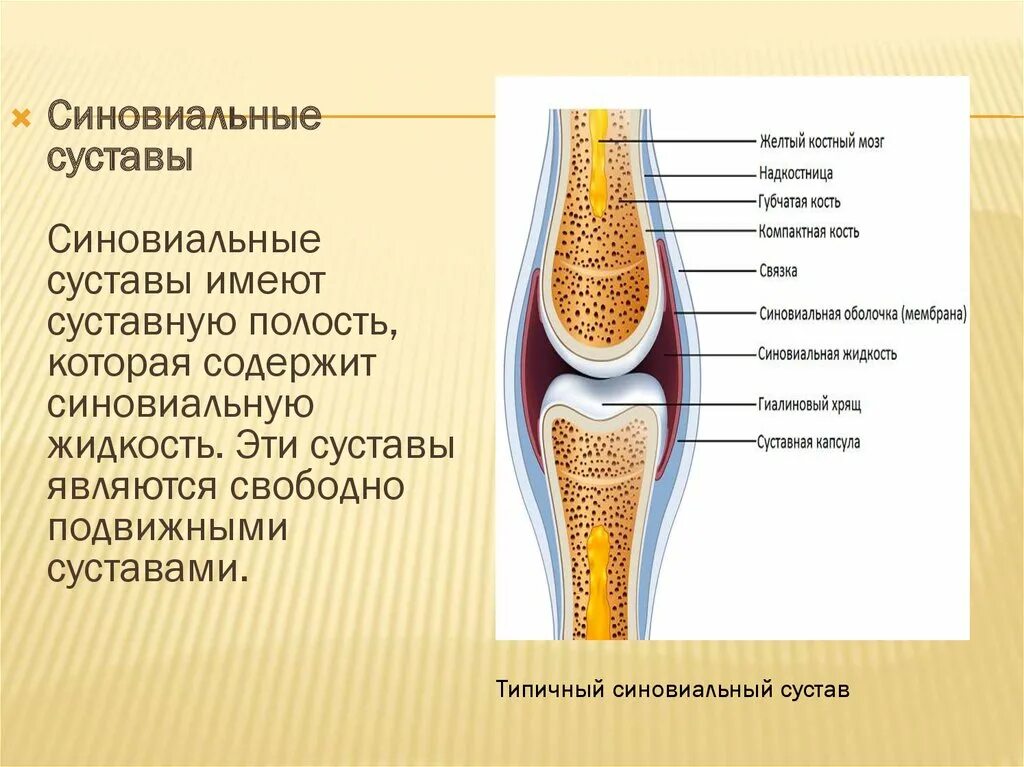 Какой сустав изображен. Строение сустава синовиальная жидкость. Синовиальная мембрана суставной капсулы. Строение колена суставная жидкость. Колено анатомия синовиальная жидкость.