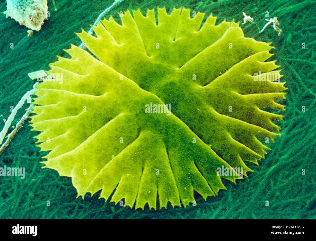 Микрастериас водоросль. Водоросль micrasterias. micrasterias sp. unicellular green algae. педиаструм.