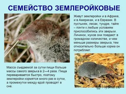 Зверек землеройка за сутки съел 12 г