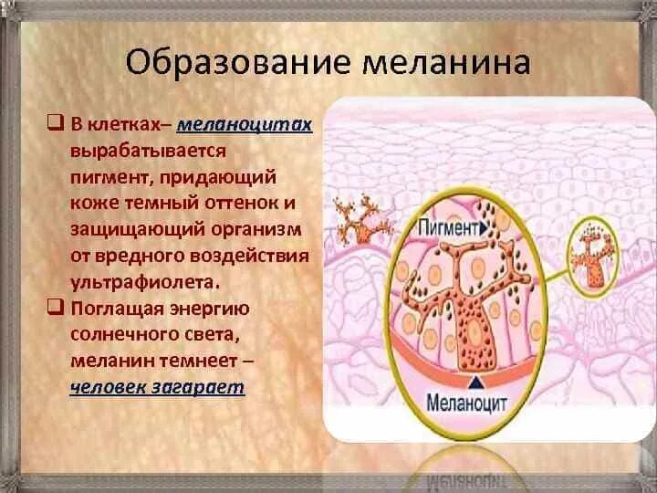 В собственно коже отсутствует пигмент. Выработка меланина в коже. Меланин синтезируется в клетках. Пишмент меланин вврабатывктся контками. Где вырабатывается меланин.