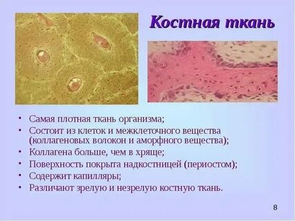 Какие признаки характерны для данного костной ткани