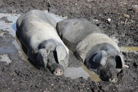 Почему поросята валяются в грязи