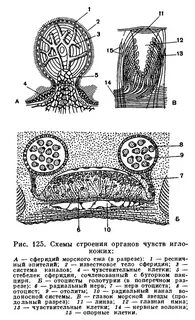 Строение морского ежа