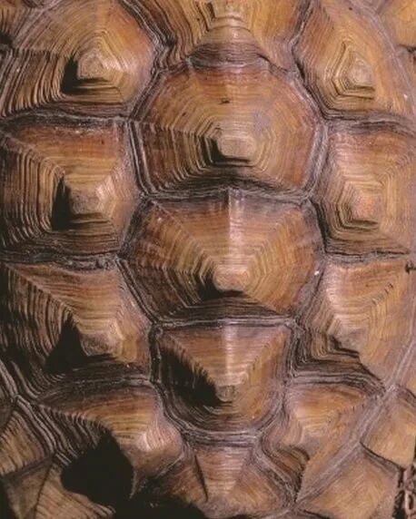 Красноухая черепаха сухопутная. Чешуя динозавра. Чешуя черепахи. Черепашата на панцире. Чешуя черепахи.