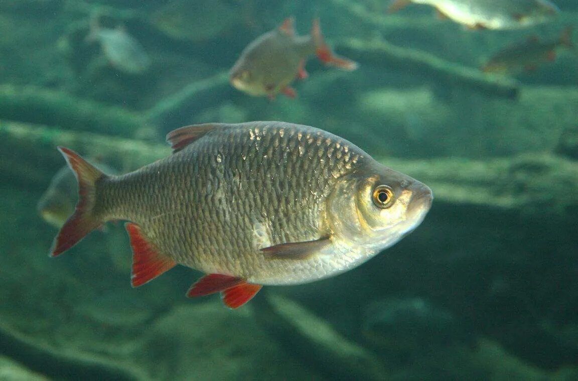 Плотва среда обитания. Краснопёрка рыба. речная рыба красноперка. scardinius erythrophthalmus. плотва тарань краснопёрка.