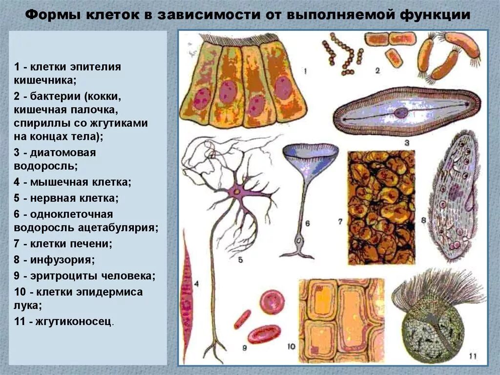 Разно и многообразие. Многообразие клеток живых организмов. Многообразие эукариотических клеток. Разнообразие форм клеток. Различные типы клеток.