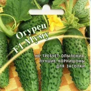 Огурцы сорт муму