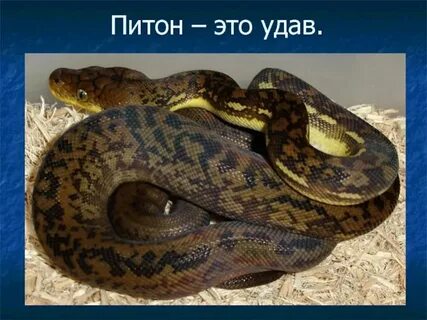 И разница питон