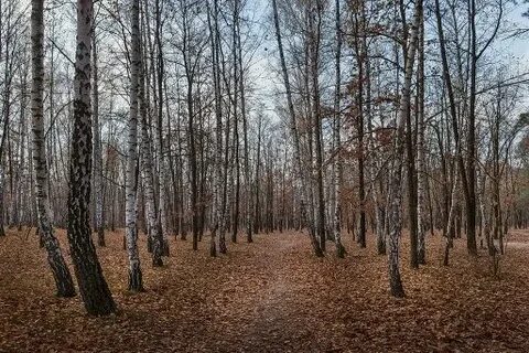 Тайшет березовая роща