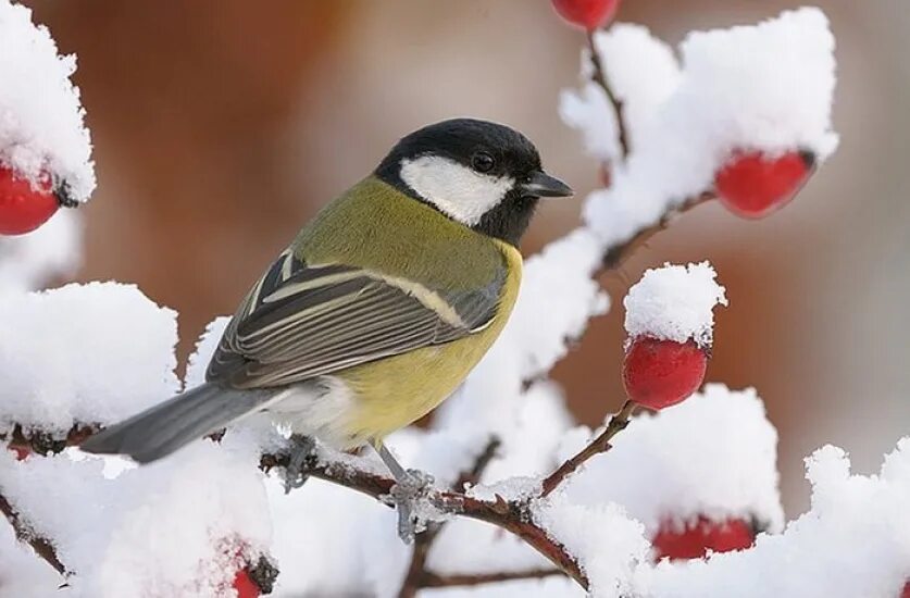 Агафий полухлебник. Синица птица зимой. Птичка синица лазоревка. Синица зимой. Синица лазаревка в лесу.