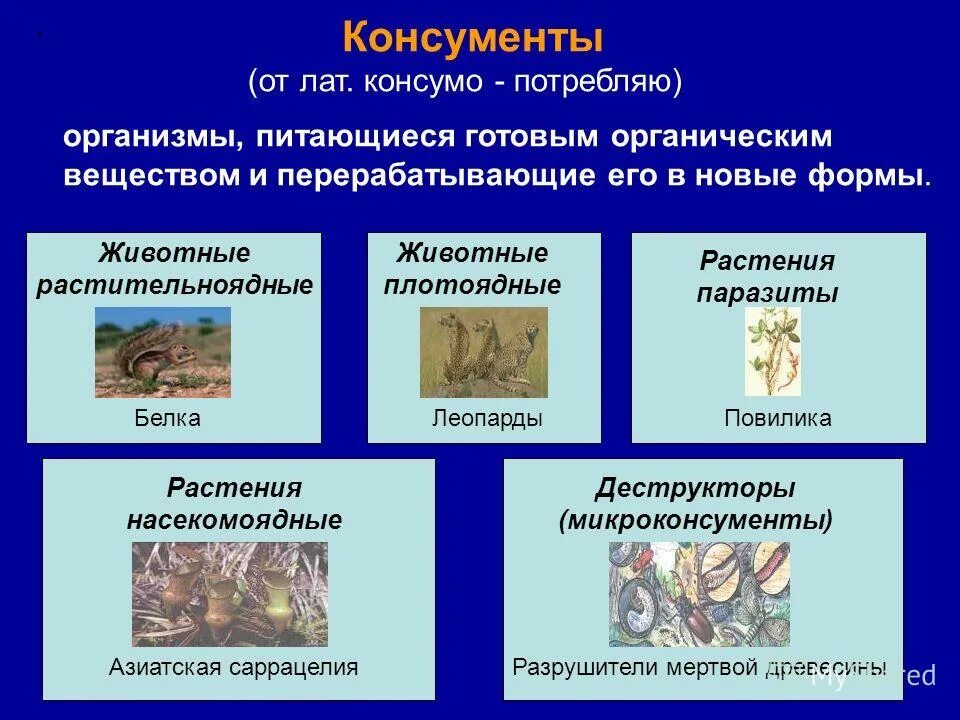 консументы организмы потребляющие органическое