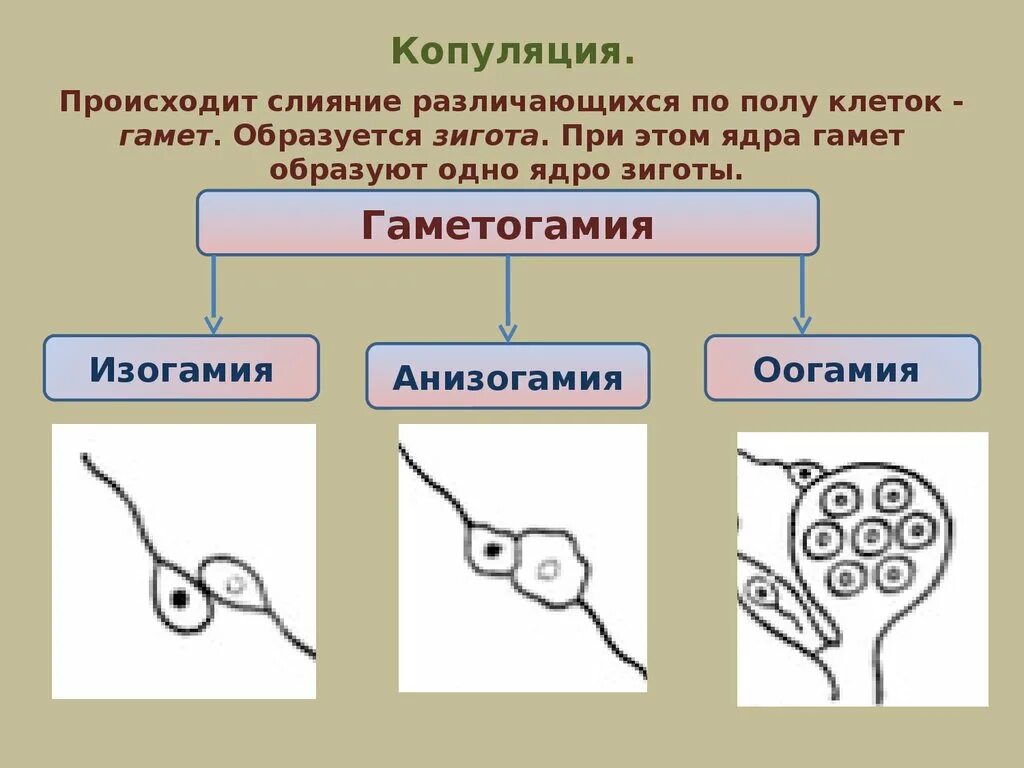 Урок размножение 9 класс