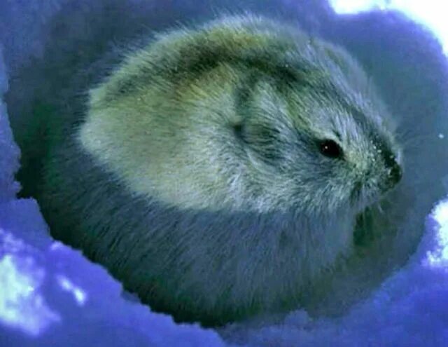 Pin by Lucas W on Lemmings Lemming, Rodents, Predator