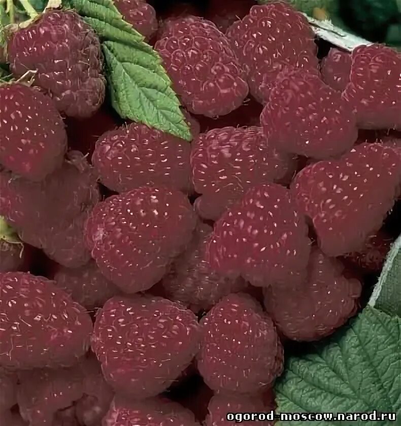 Какая бывает малина фото Caneberry Breeding and Cultural Practices Research Updates NC State Extension