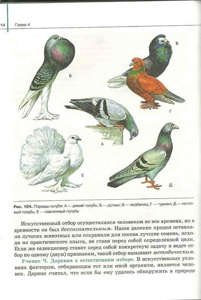 Биология 10 класс читать сивоглазов. Искусственный отбор голубей. Учебник по биологии с голубем. Птица с причёской в учебнике биолгии. Биология 10-11 класс учебник.