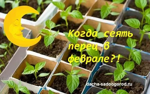 Когда садить рассаду перца в сибири 2024