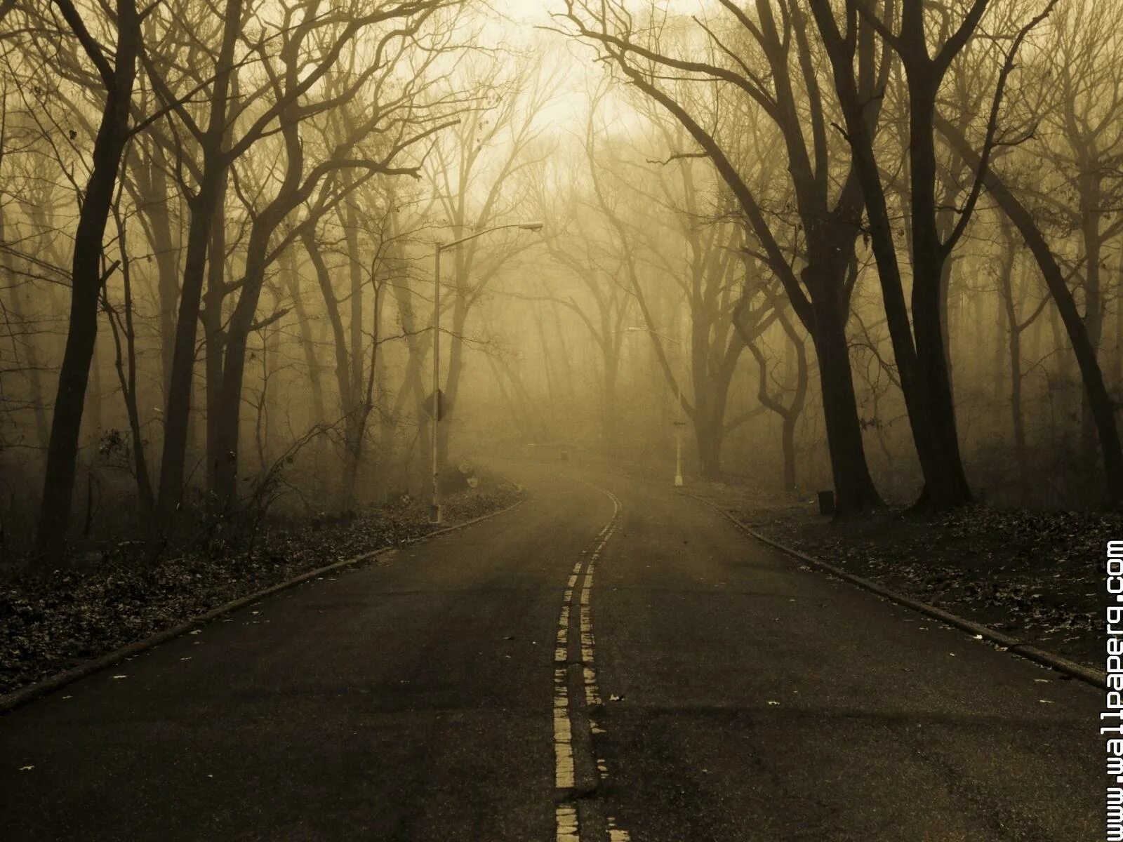 таинственной чаще.