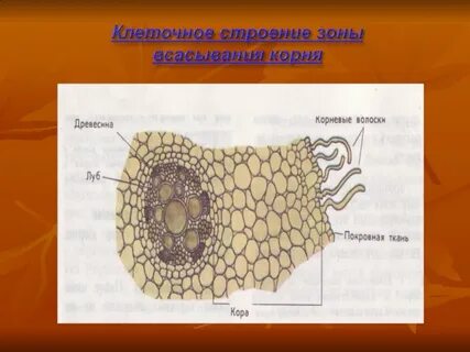 Клетка корень