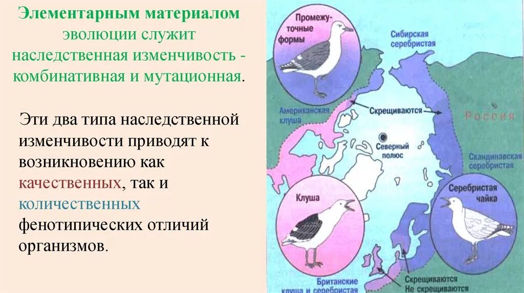 Материал для эволюции. Элементарный материал эволюции. Элементарный эволюционный материал. . Наследственная изменчивость – материал для эволюции.