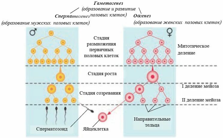 Суть гаметогенеза. Сперматогенез образование схема. Развитие половых клеток сперматогенез и оогенез. Схема образования половых клеток. Порядок периодов развития мужских половых клеток в сперматогенезе.