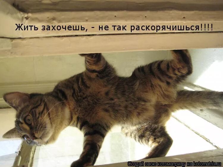 Так и такой. Жить захочешь не так раскорячишься. жить захрчешь нитак раскорячишьс. жизнь заставит не так раскорячишься. жить захочешь не так.