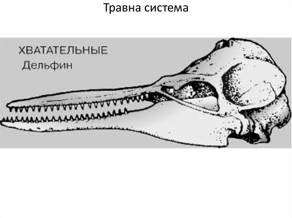 Зубная формула насекомоядных. Отряд китообразные зубная формула. Зубная система насекомоядных млекопитающих. Формула зубов китообразных млекопитающих. Зубная система дельфина.