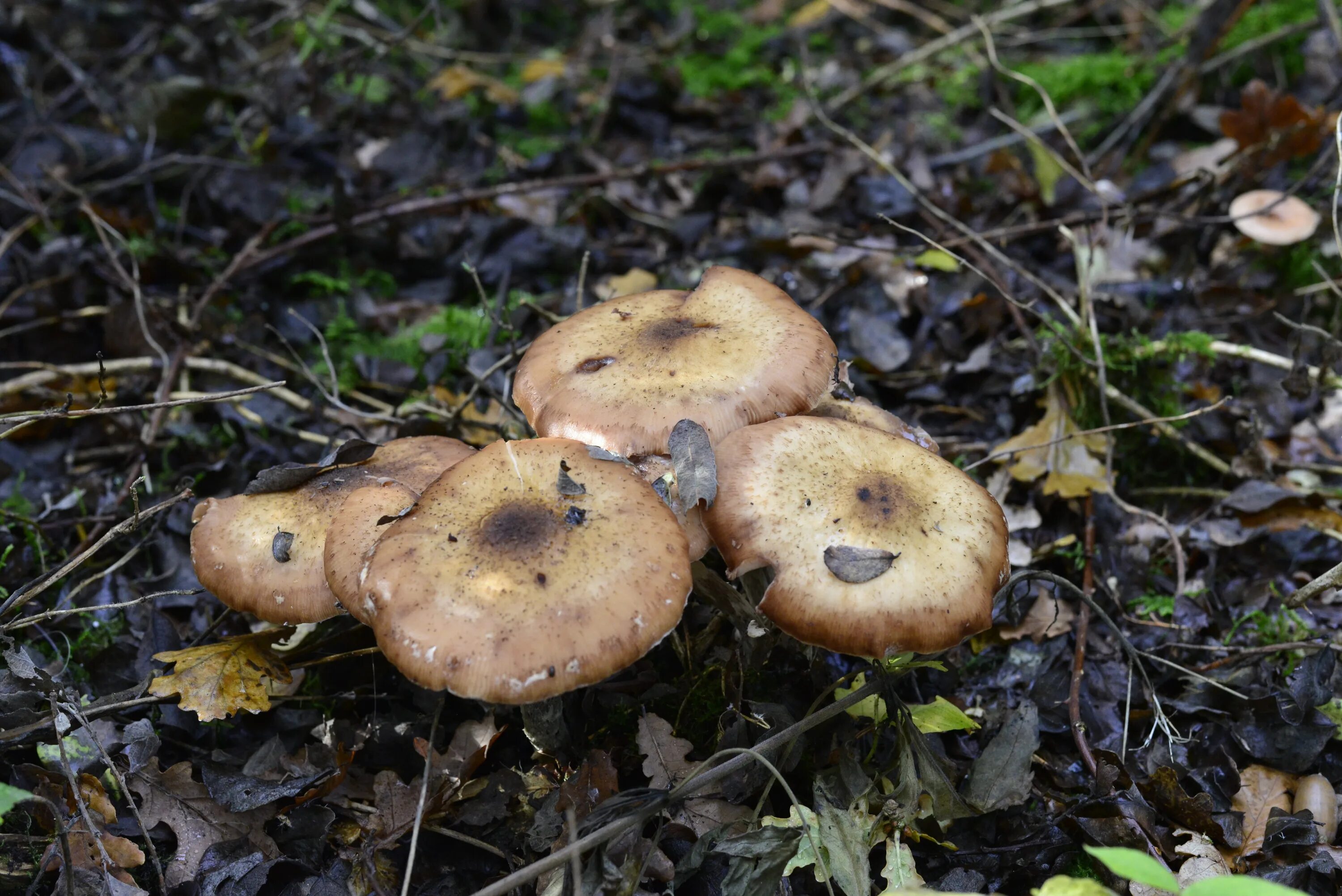 Какие грибы в начале. Грибы Черноземья съедобные. Съедобные грибы Сибири. Грибы Якутии. Осенние грибы съедобные в Черноземье.