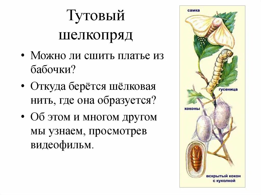 Определите тип развития тутовый шелкопряд. Схема развития тутового шелкопряда. тутовый шелкопряд мальпигиевы. жизненный цикл шелкопряда. тутовый шелкопряд систематика.