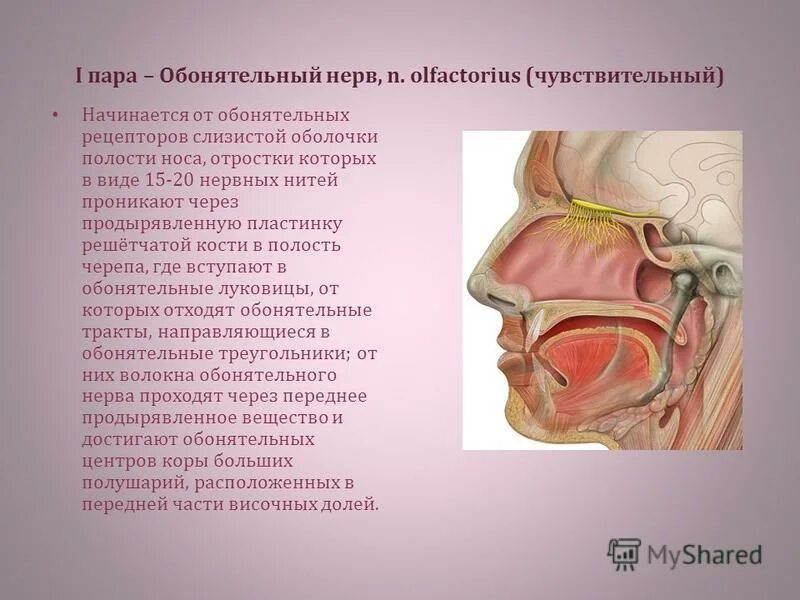 1 нерв обонятельный