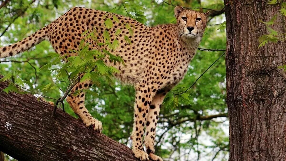 Хищные животные. Beauty leopard. Образ жизни леопарда. Леопард. Леопард.