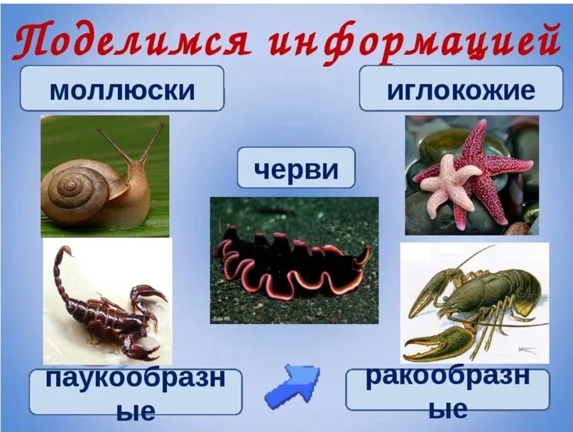 Изоподы паразиты креветок. Бентос беспозвоночные. Членистоногие черви. Паразитический рачок stygotantulus stocki. Ракообразные черви.