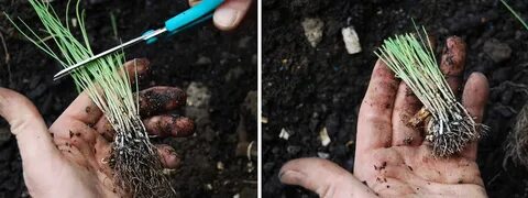 Лук в семенах в открытый грунт