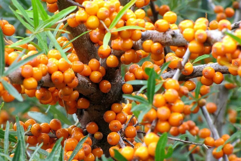 Облепиха дерево. Облепиха иволистная. Облепиха крушиновидная куст. Облепиха крушиновидная hikul. Облепиха hippophae.