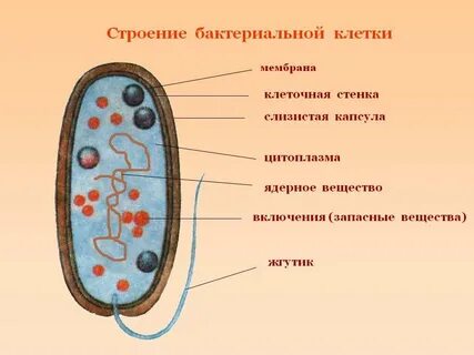 Схема бактерии 5 класс биология