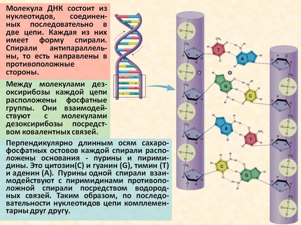 Двойная цепь молекулы