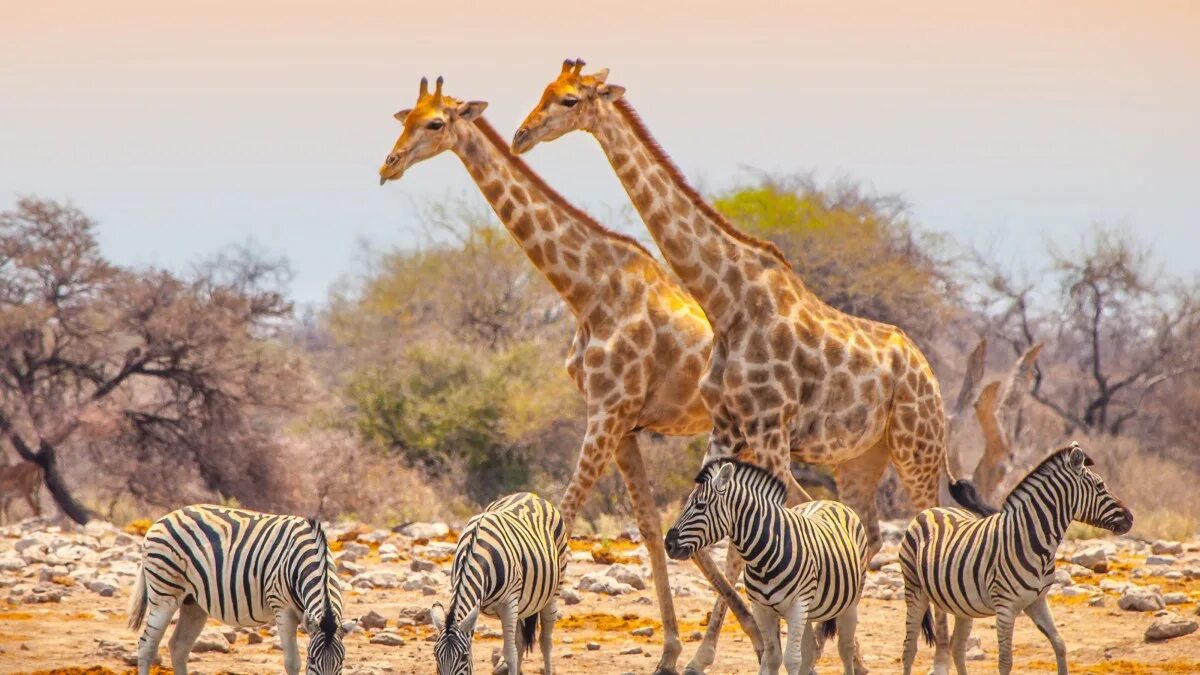 Giraffes are thin than hippos